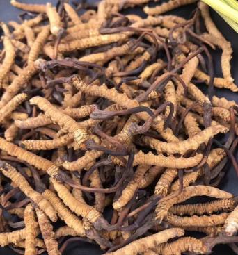 东莞虫草回收多少钱一根