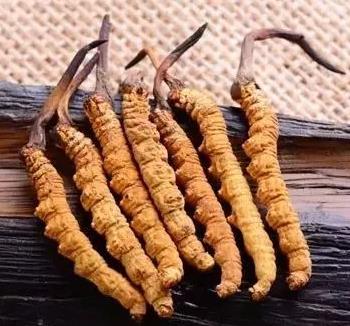 东莞长期虫草回收行情如何