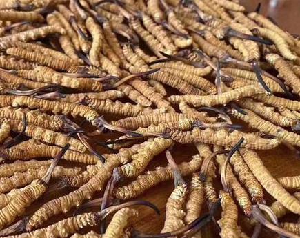 东莞上门虫草回收什么价格