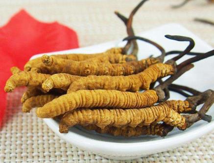 源城那曲虫草回收什么价格