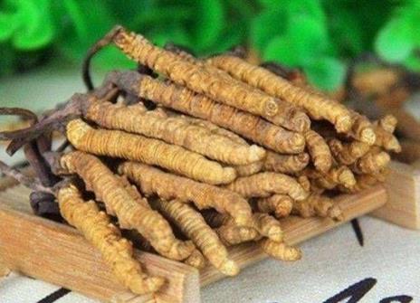 源城虫草回收价格行情