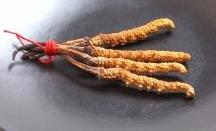 源城上门虫草回收价格多少