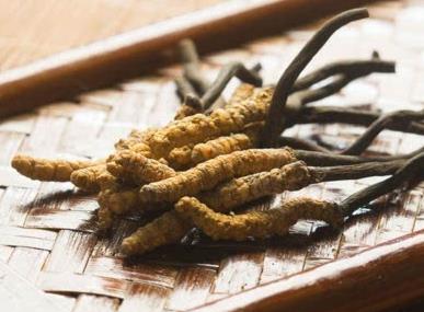 源城虫草回收什么价格