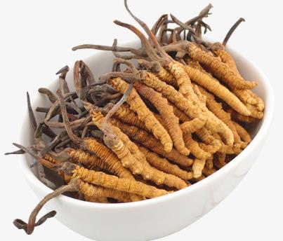 紫金虫草回收价格行情