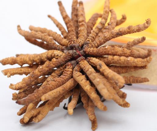 紫金虫草回收多少钱一克