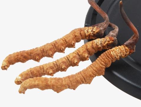 紫金上门虫草回收价格