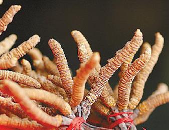 紫金专业虫草回收商家报价