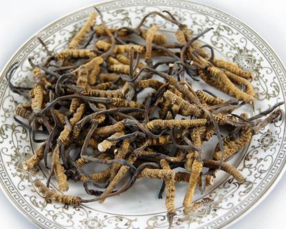 紫金虫草回收多少钱一千克