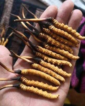 龙川长期虫草回收商家报价