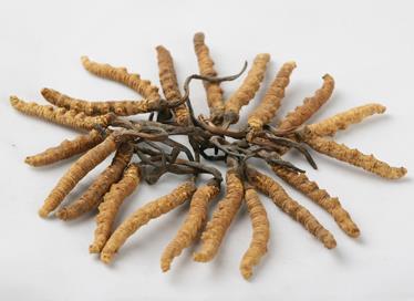 龙川虫草回收价格多少钱一克