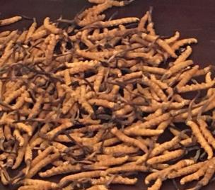 龙川虫草回收价格多少钱