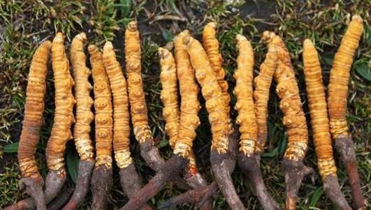 龙川虫草回收市场价格多少钱