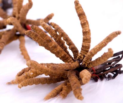 连平虫草回收商家在哪