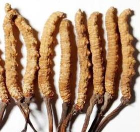 连平专业虫草回收商家报价