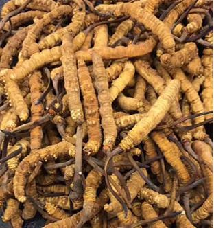 连平预约上门虫草回收商家