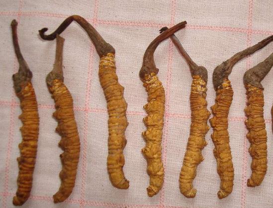 和平高价虫草回收商家在哪