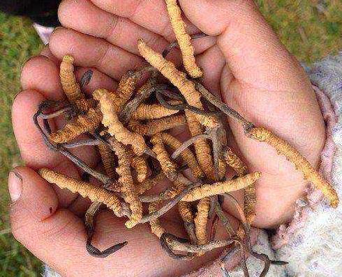 东源虫草回收商家在哪