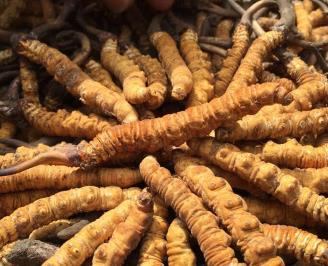 东源高价虫草回收商家报价