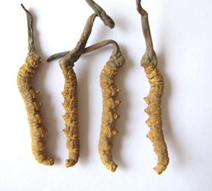 东源虫草回收市场价格多少