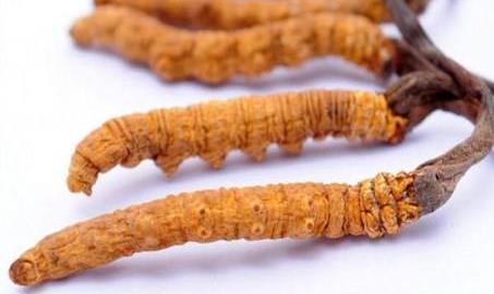 河源虫草回收商家报价