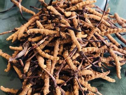 河源虫草回收市场行情如何