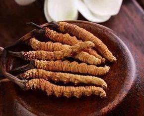 河源虫草回收行情一览