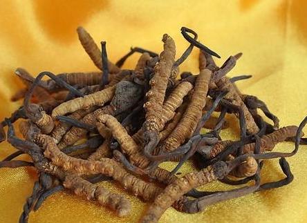 河源长期虫草回收商家在哪