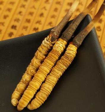 河源虫草回收一千克多少钱