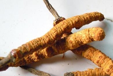 清城虫草回收价格多少钱