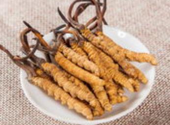 清城专业虫草回收商家报价