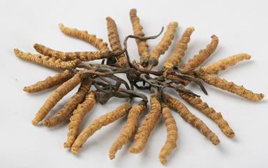 清城虫草回收市场价格多少钱