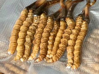 清城高价虫草回收商家在哪