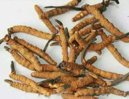 清城虫草回收多少钱一克