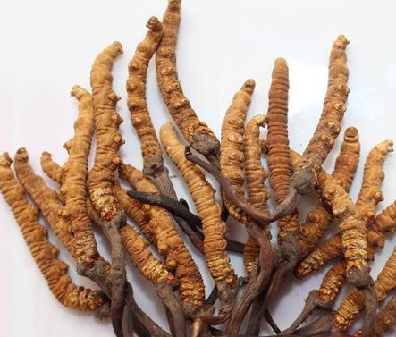 英德虫草回收多少钱一克