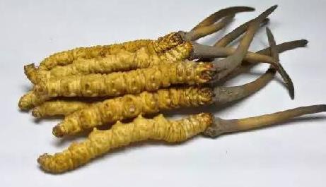 英德虫草回收行情价格