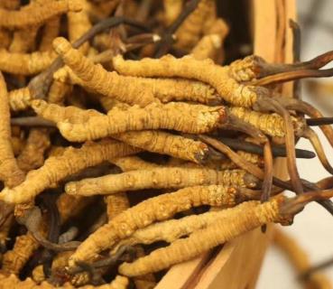 英德虫草回收商家报价