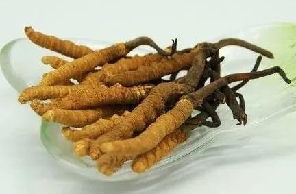 英德专业虫草回收商家在哪里