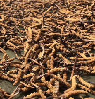 英德虫草回收市场行情