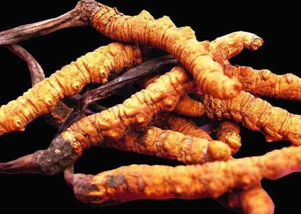 英德虫草回收多少钱一斤