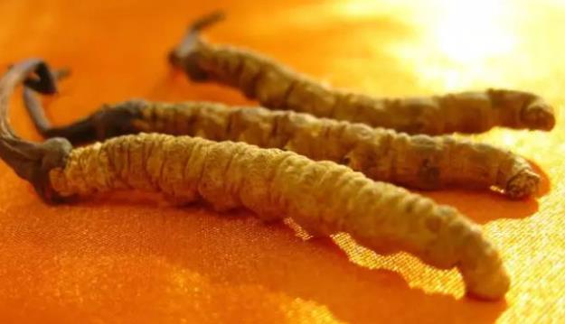 清新虫草回收多少钱一克