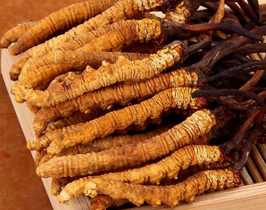 清新高价虫草回收价格多少钱