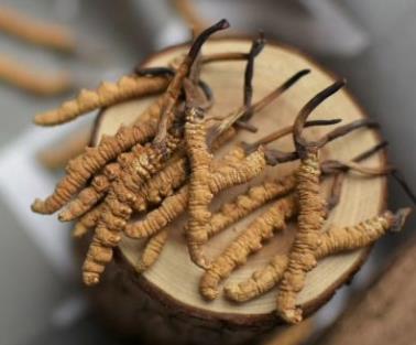 佛冈高价虫草回收价格多少钱