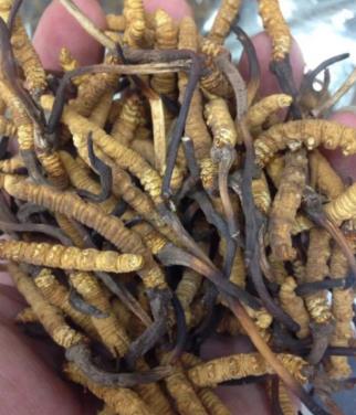 佛冈虫草回收多少钱一克