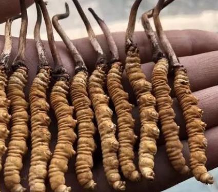 佛冈虫草回收多少钱一克