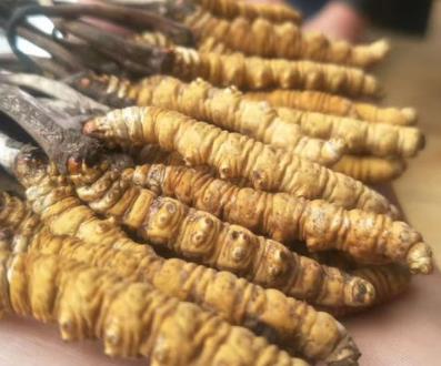 佛冈虫草回收多少钱一千克