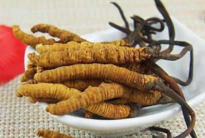 佛冈虫草回收商家报价一览