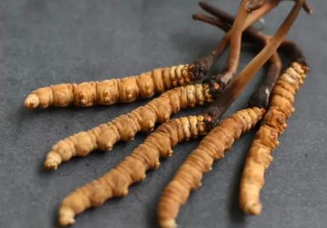 阳山虫草回收市场价格