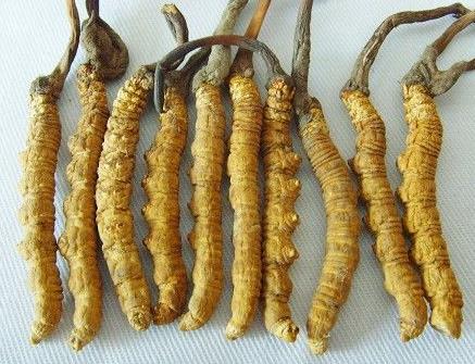 阳山长期虫草回收价格一览