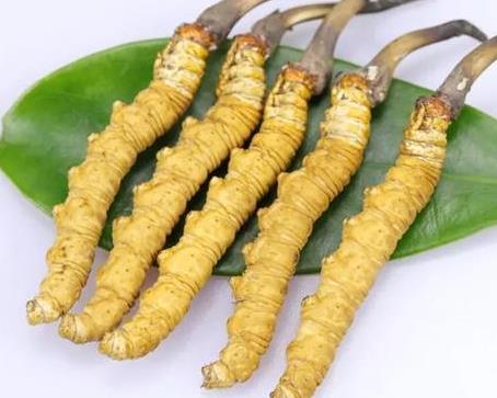 连山虫草回收商家