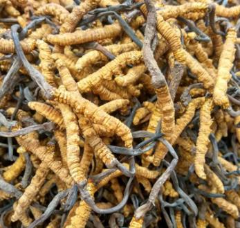 连山虫草回收商家